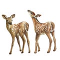 TWO LITTLE DEER KIDS OF THE FOREST DEER, BROWN WITH WHITE SPOT.WATERCOLOR ILLUSTRATION